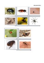 Prakses atskaite 'Prakse sākumskolā', 69.