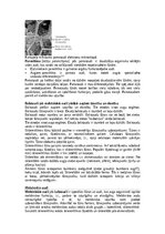 Konspekts 'Augu audu veidi', 2.