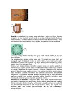 Konspekts 'Augu audu veidi', 17.