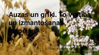 Prezentācija 'Auzas un griķi, to vērtība un izmantošanas iespējas', 1.