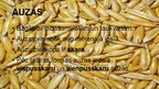 Prezentācija 'Auzas un griķi, to vērtība un izmantošanas iespējas', 6.