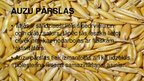 Prezentācija 'Auzas un griķi, to vērtība un izmantošanas iespējas', 9.