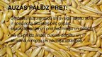 Prezentācija 'Auzas un griķi, to vērtība un izmantošanas iespējas', 10.