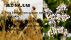 Prezentācija 'Auzas un griķi, to vērtība un izmantošanas iespējas', 13.