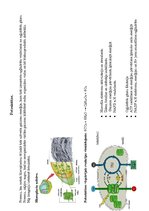 Konspekts 'Fotosintēze', 1.