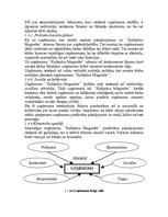 Prakses atskaite 'Kafejnīca "Magonīte"', 7.