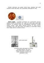 Referāts 'Mikroskops', 13.