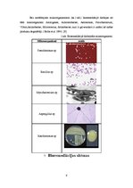 Referāts 'Augsnes bioremediācija', 9.