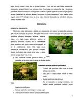 Referāts 'Videi draudzīga viesu māja', 5.