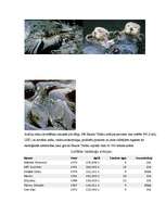 Referāts 'Tankkuģu avārijas', 4.