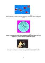 Referāts 'Astronomija, tās attīstība Latvijā un pasaulē', 23.