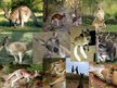 Prezentācija 'Animals in Australia', 4.