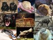 Prezentācija 'Animals in Australia', 12.