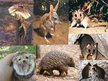 Prezentācija 'Animals in Australia', 13.
