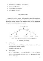 Referāts 'SIA "Fon Rekerekerī" biznesa plāns', 7.