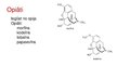 Prezentācija 'Opioīdi', 3.