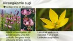 Prezentācija 'Viendīgļlapju klase - orhideju un liliju dzimta', 6.