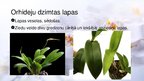 Prezentācija 'Viendīgļlapju klase - orhideju un liliju dzimta', 12.