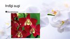 Prezentācija 'Viendīgļlapju klase - orhideju un liliju dzimta', 14.