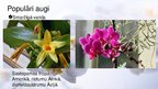 Prezentācija 'Viendīgļlapju klase - orhideju un liliju dzimta', 15.