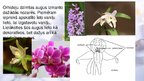 Prezentācija 'Viendīgļlapju klase - orhideju un liliju dzimta', 16.