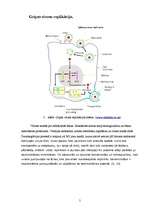 Referāts 'Gripa', 5.