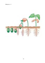 Prezentācija 'Bērna runas attīstības un valodas apguves izpēte pirmsskolas vecumā', 21.