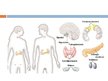 Prezentācija 'Endokrīnā sistēma', 6.