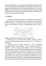 Diplomdarbs 'Lielmolekulārā un mazmolekulārā fluoresceīna pielietojamības salīdzinājums optom', 14.