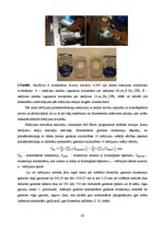 Diplomdarbs 'Lielmolekulārā un mazmolekulārā fluoresceīna pielietojamības salīdzinājums optom', 55.