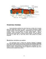 Referāts 'Histoloģija', 10.