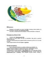 Referāts 'Histoloģija', 11.