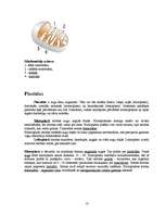 Referāts 'Histoloģija', 13.