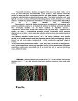 Referāts 'Histoloģija', 17.