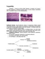 Referāts 'Histoloģija', 31.