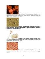 Referāts 'Histoloģija', 34.