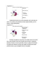 Referāts 'Ēnu ekonomika', 22.