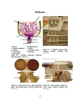 Referāts 'Ar mastītu slimu govju piena izmeklējumi', 29.