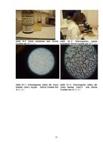 Referāts 'Ar mastītu slimu govju piena izmeklējumi', 31.