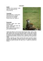 Referāts 'Āfrikas augi un dzīvnieki, Krīgera rezervāts', 5.