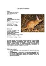 Referāts 'Āfrikas augi un dzīvnieki, Krīgera rezervāts', 9.