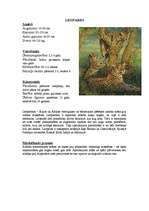 Referāts 'Āfrikas augi un dzīvnieki, Krīgera rezervāts', 10.