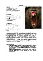 Referāts 'Āfrikas augi un dzīvnieki, Krīgera rezervāts', 11.