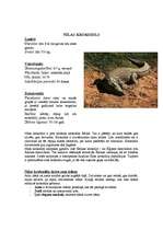 Referāts 'Āfrikas augi un dzīvnieki, Krīgera rezervāts', 12.