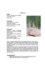 Referāts 'Āfrikas augi un dzīvnieki, Krīgera rezervāts', 13.