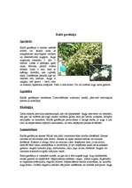 Referāts 'Āfrikas augi un dzīvnieki, Krīgera rezervāts', 17.