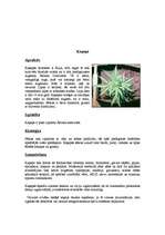 Referāts 'Āfrikas augi un dzīvnieki, Krīgera rezervāts', 19.