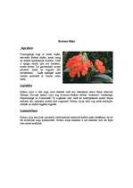 Referāts 'Āfrikas augi un dzīvnieki, Krīgera rezervāts', 21.