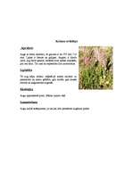 Referāts 'Āfrikas augi un dzīvnieki, Krīgera rezervāts', 22.