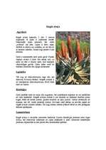 Referāts 'Āfrikas augi un dzīvnieki, Krīgera rezervāts', 24.